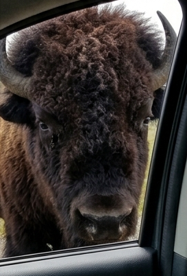 Yellowstone National Park Entrance Fee 2026