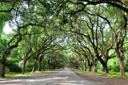 a road lined with trees with a sky background