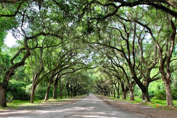 a road lined with trees with a sky background