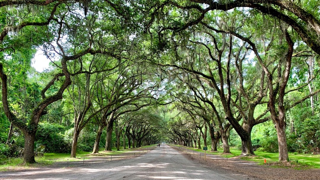 a road lined with trees with a sky background
