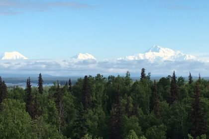 green trees near snow covered mountain during daytime